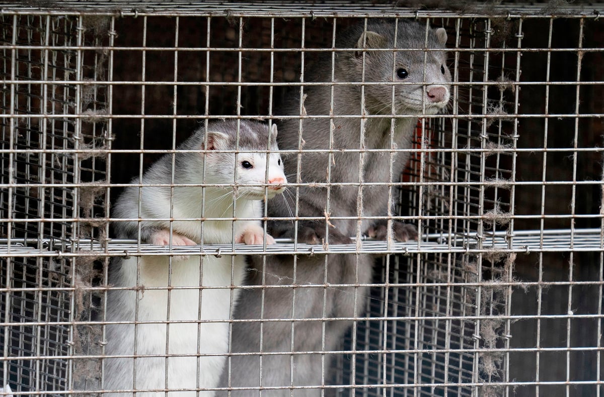 'Several infected’ with a mink-related Covid-19 in Denmark, say WHO