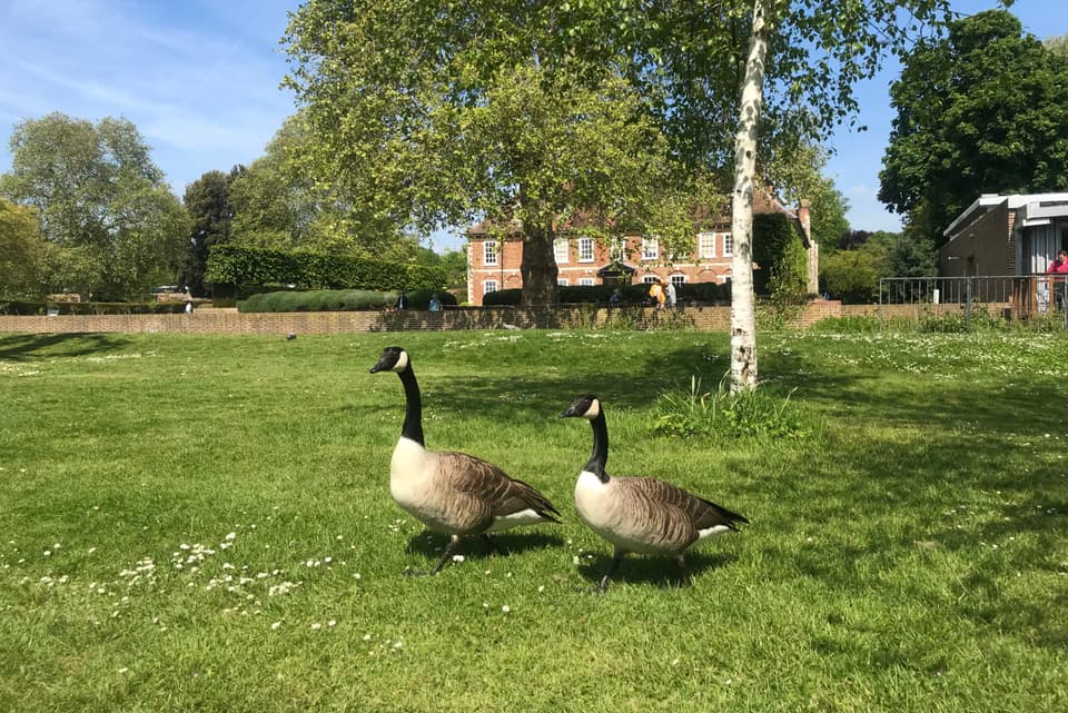 Canada Geese at Hall Place stately home Bexley