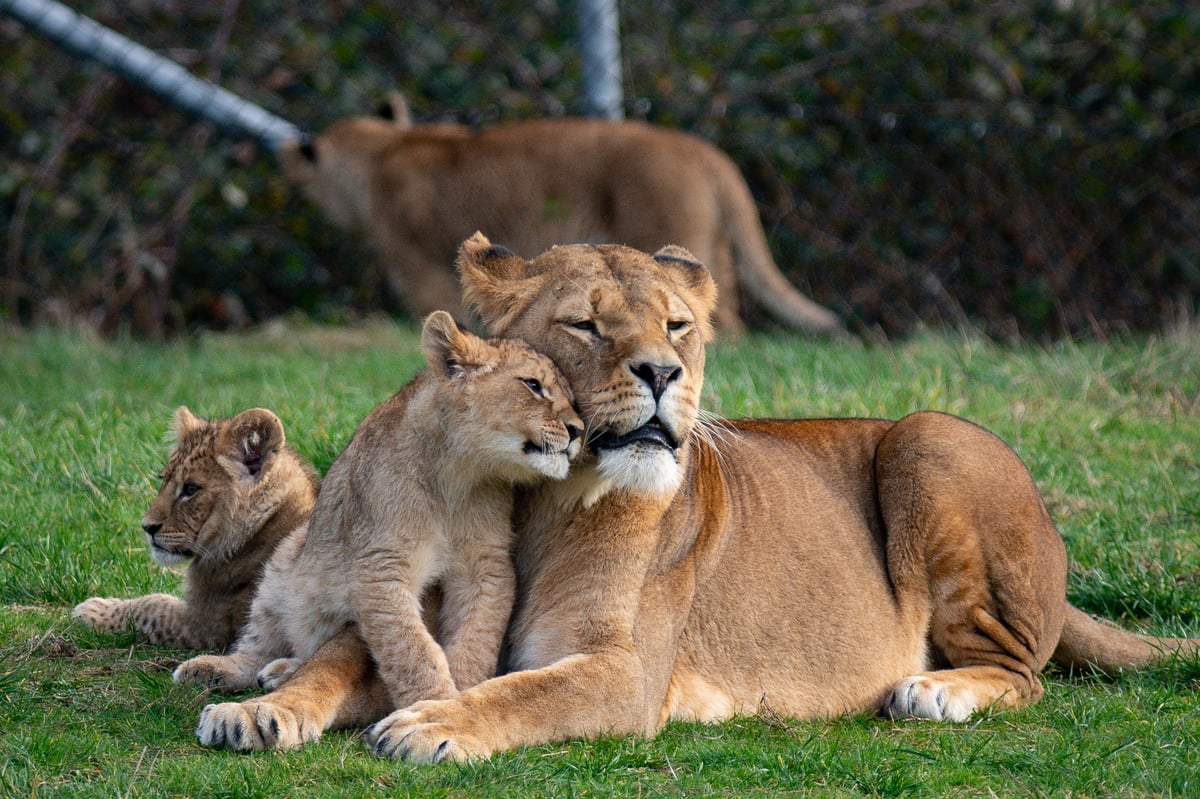 Four lions test positive for Covid-19 at Barcelona Zoo