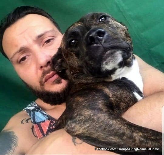 London dog owner fights to return pet mistaken for stray and then rehomed