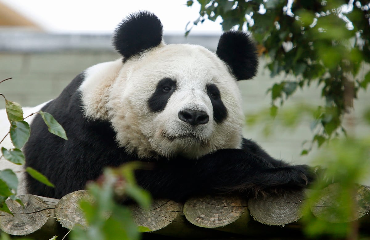 Edinburgh Zoo’s pandas may have to leave the UK next year as attraction suffers funding crisis