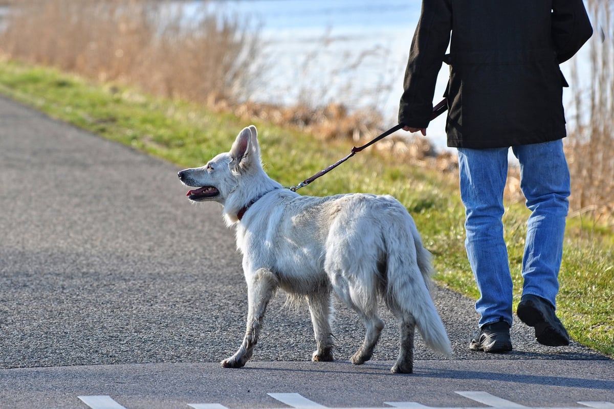 Canadian couple fined after trying to evade Covid rules by walking husband on lead
