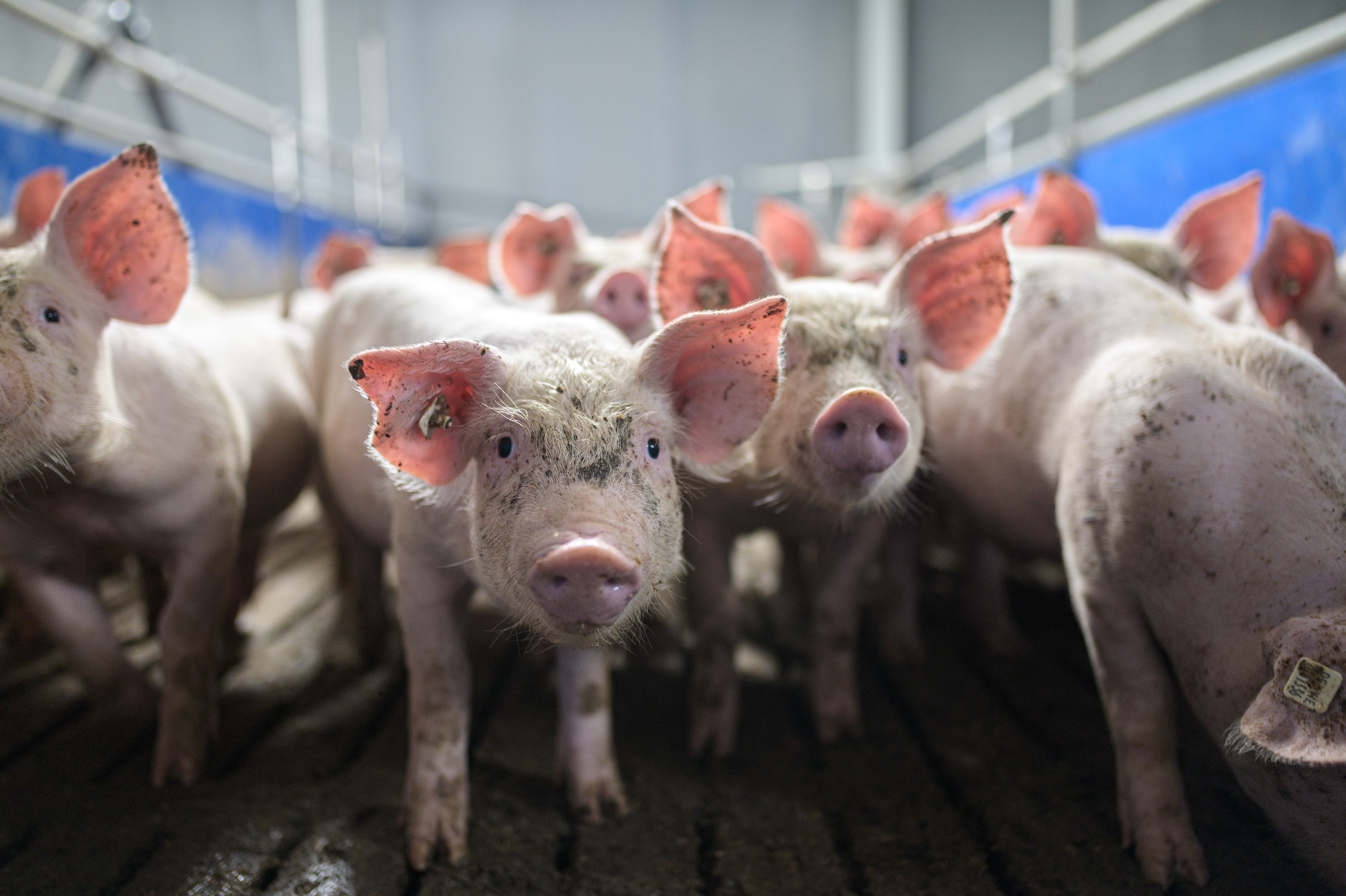 UK to ban live animal exports for slaughter as part of welfare plan