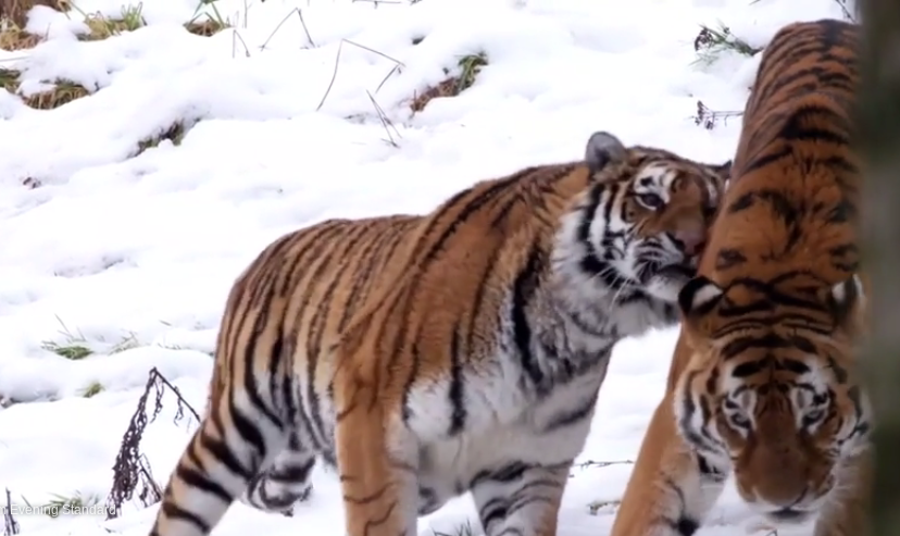 Snow romance: ‘Smitten’ tigers caught snuggling on camera at Scottish zoo