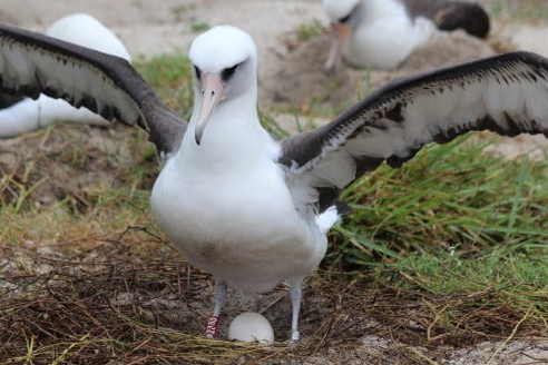 World’s oldest known wild bird has another chick at age 70
