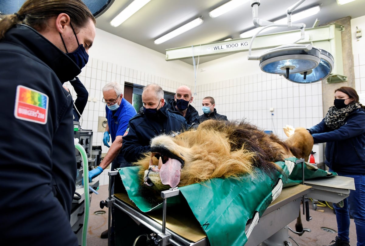 Lion has vasectomy after fathering five cubs in one year 