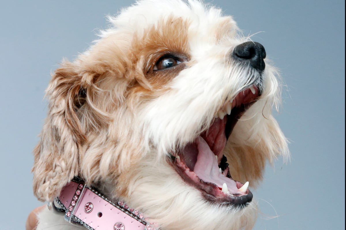 Police force appoints specialist officer to investigate dog thefts