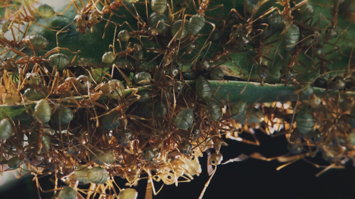 Chris Packham to explore how ants also social distance when infected