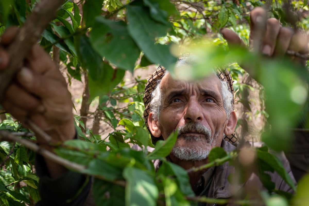 War, starvation and no support: The struggle behind Qima, London’s rarest coffee
