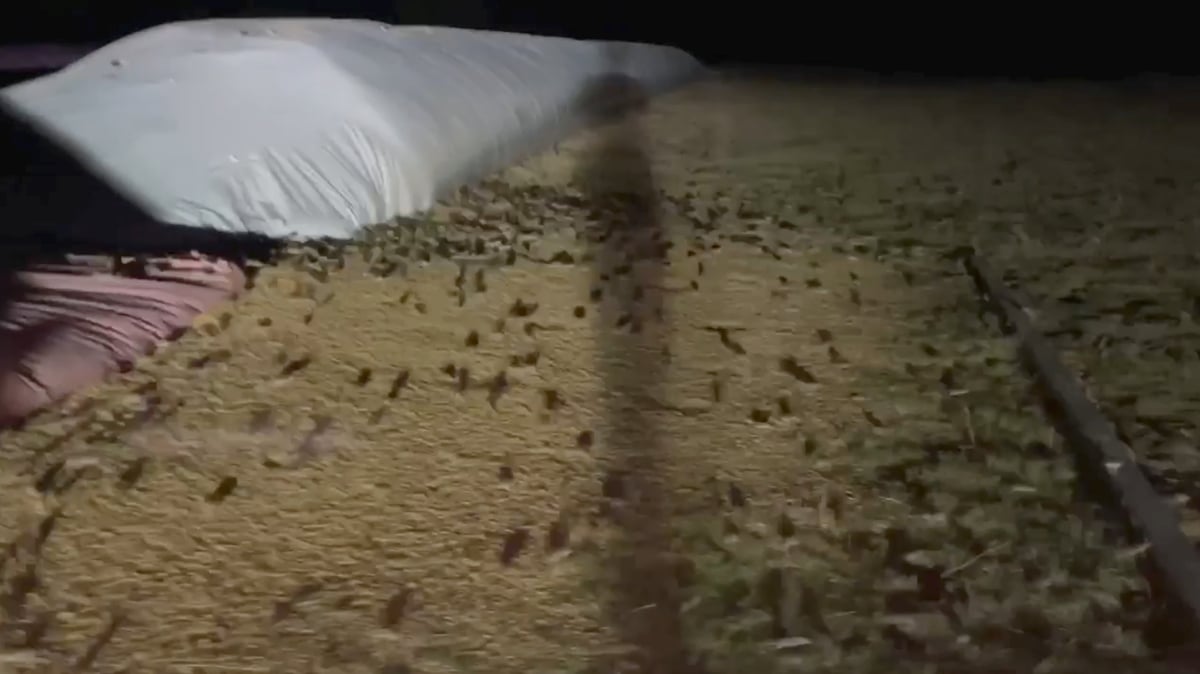Plague of mice hits parts of rural Australia 
