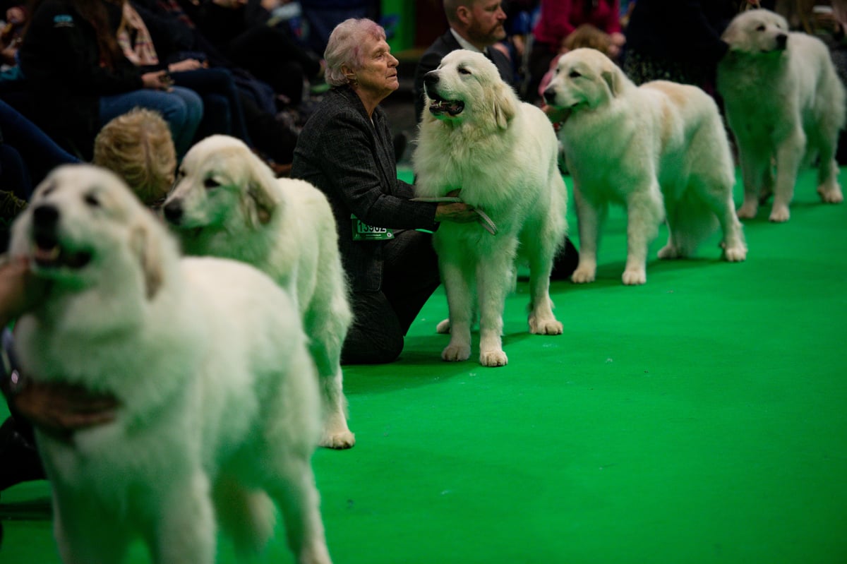Crufts 2021 dog show cancelled amid Covid pandemic