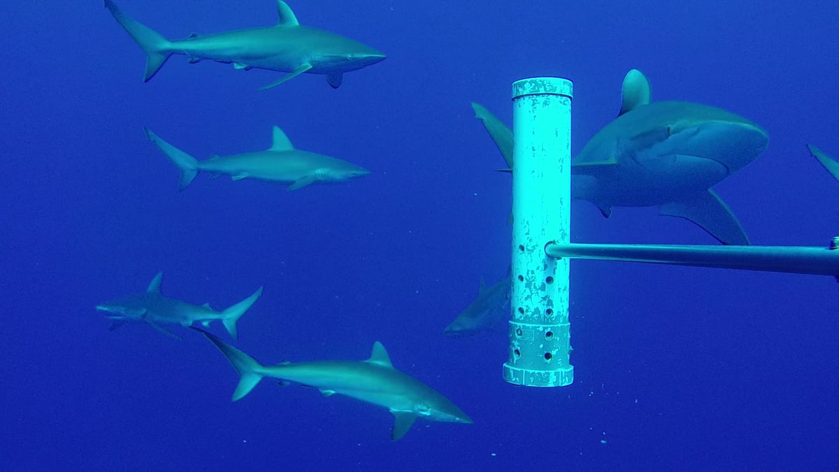Ocean camera network launched to protect wildlife in UK Overseas Territories