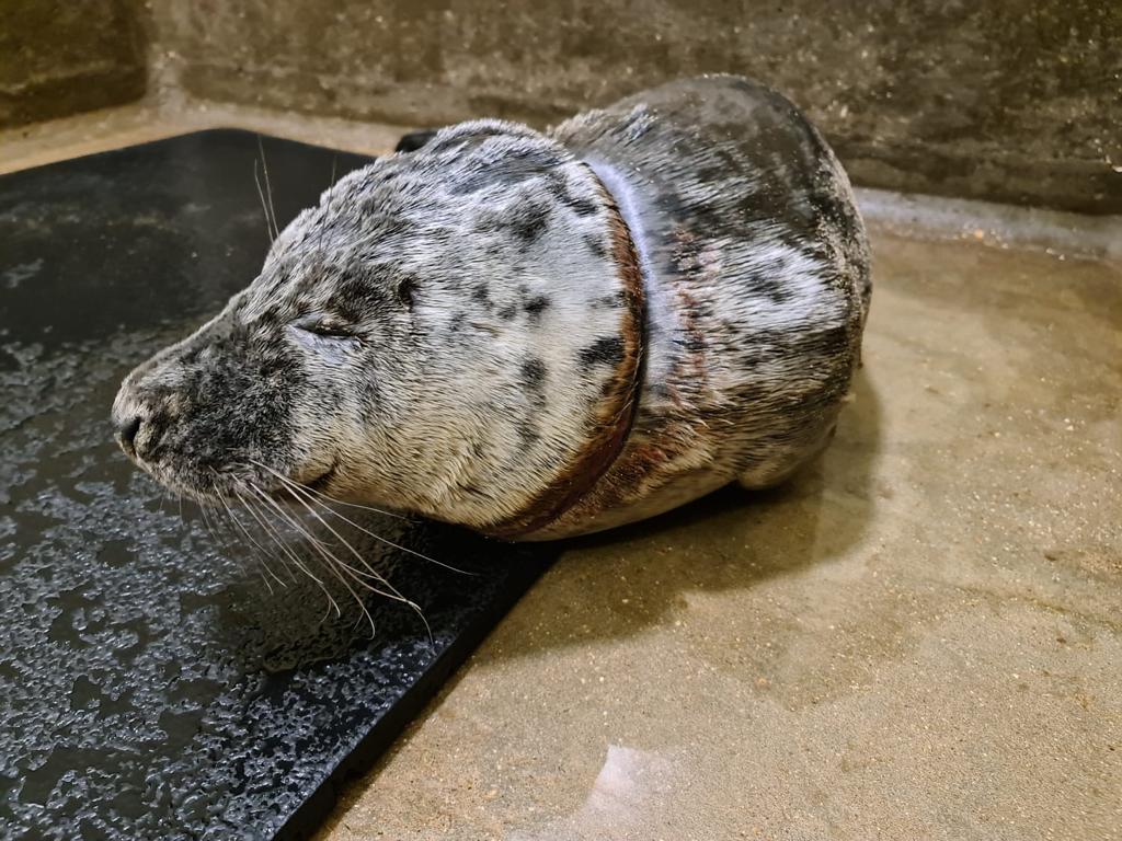 Seal rescued after discarded plastic bag causes serious neck injury