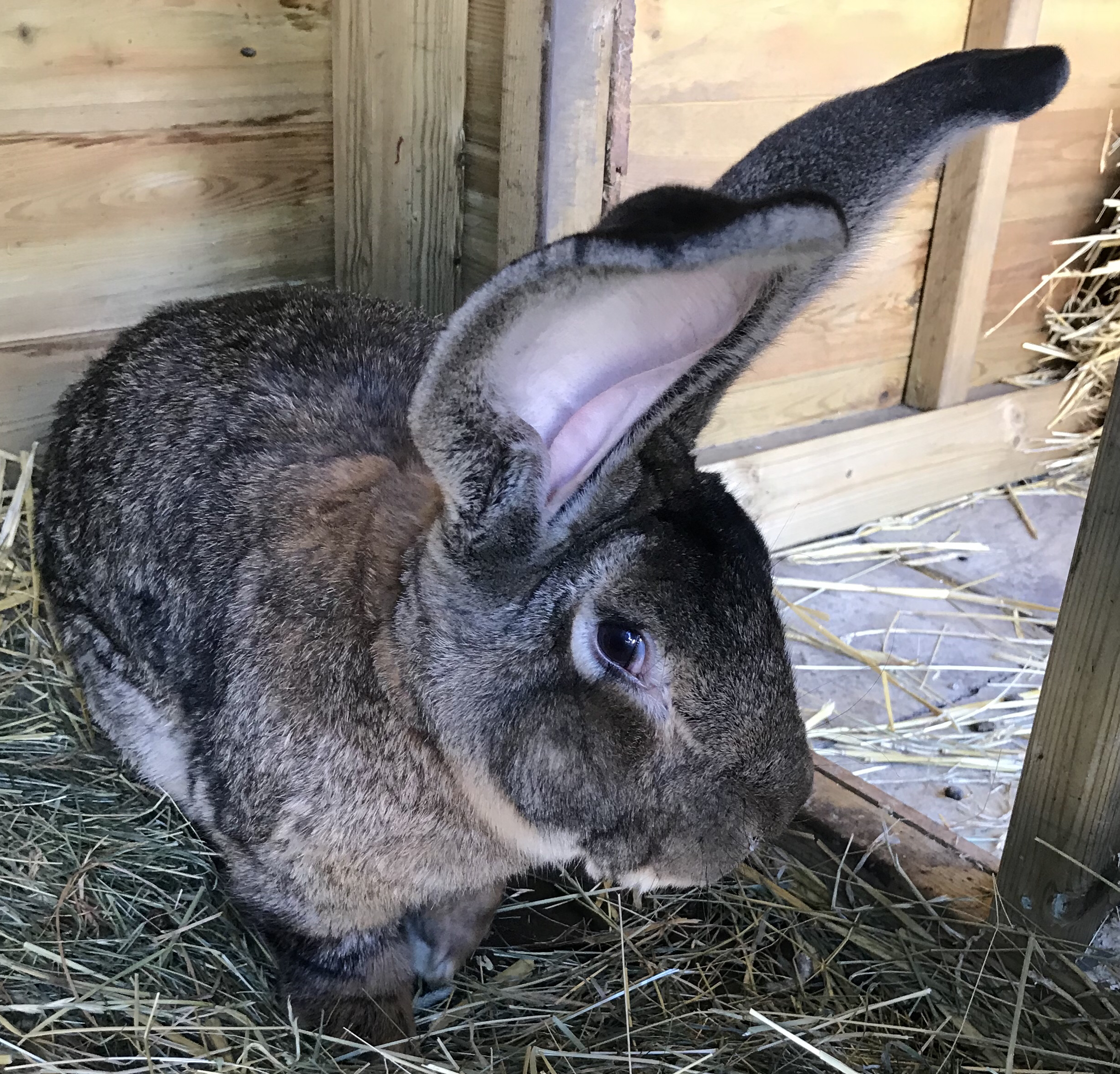 ‘World’s biggest rabbit’ stolen from home in Worcestershire