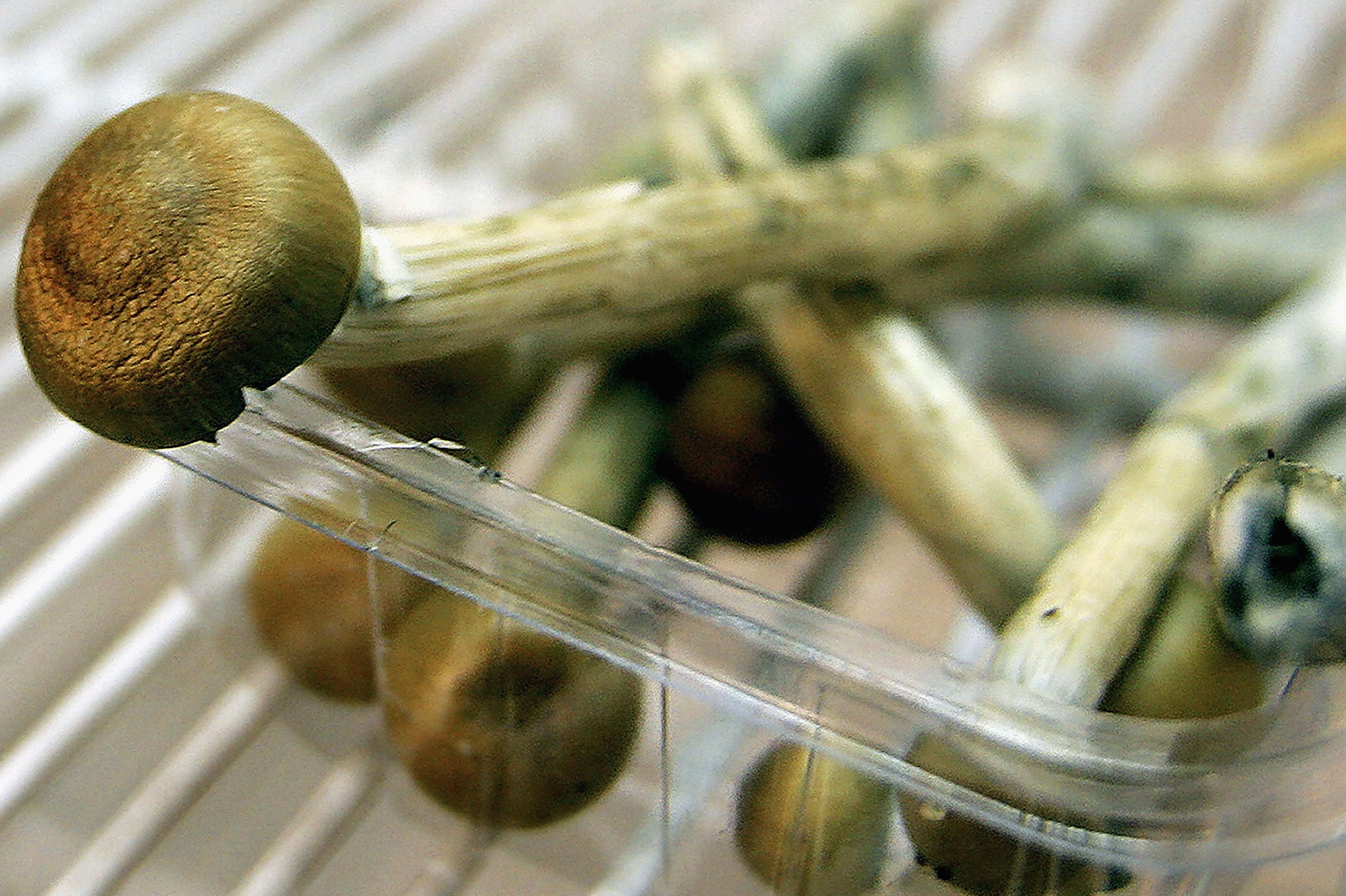 Australia to legalise MDMA and mushrooms for medical use
