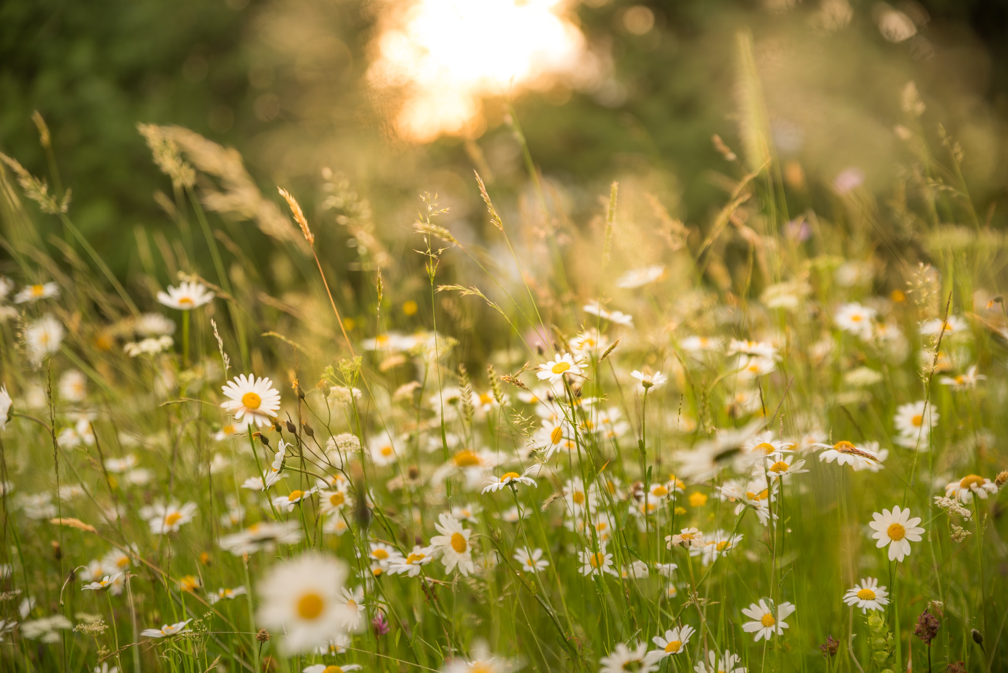 Earth Day: 16 environmental influencers to follow on Instagram