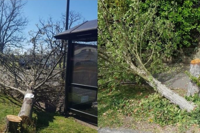 Mystery surrounding night-time tree-felling in Surrey deepens