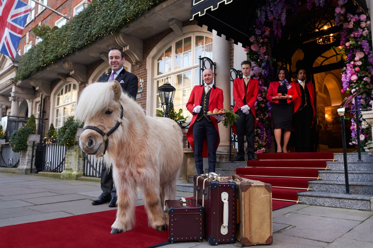 London Goring hotel to celebrate summer with Rick Stein & Shetland pony