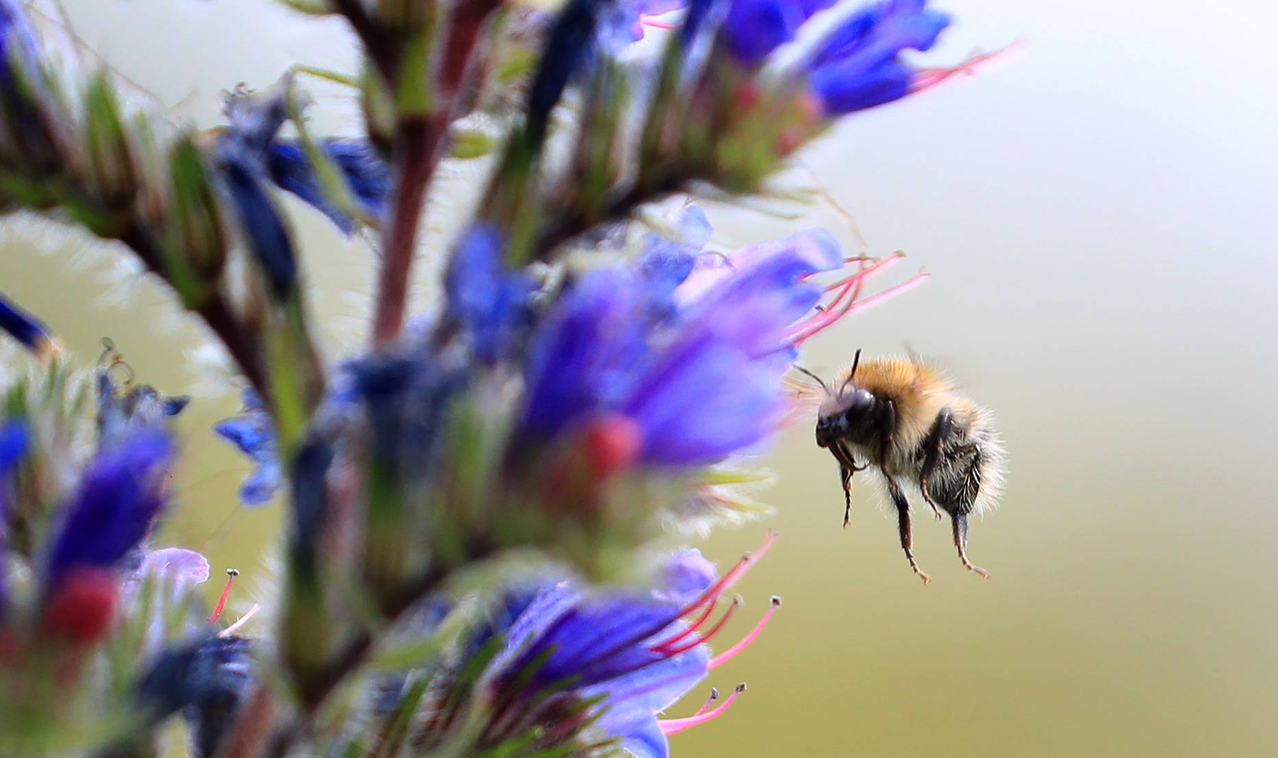 Large bumblebees more likely to forage at dawn, study finds