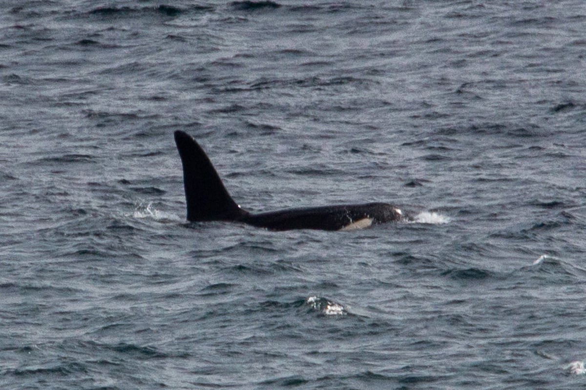 Two killer whales are spotted off the coast of Cornwall