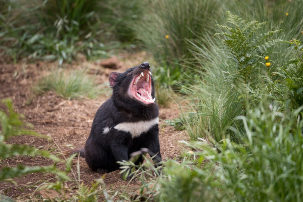 First Tasmanian Devils born in Australia’s mainland in 3,000 years