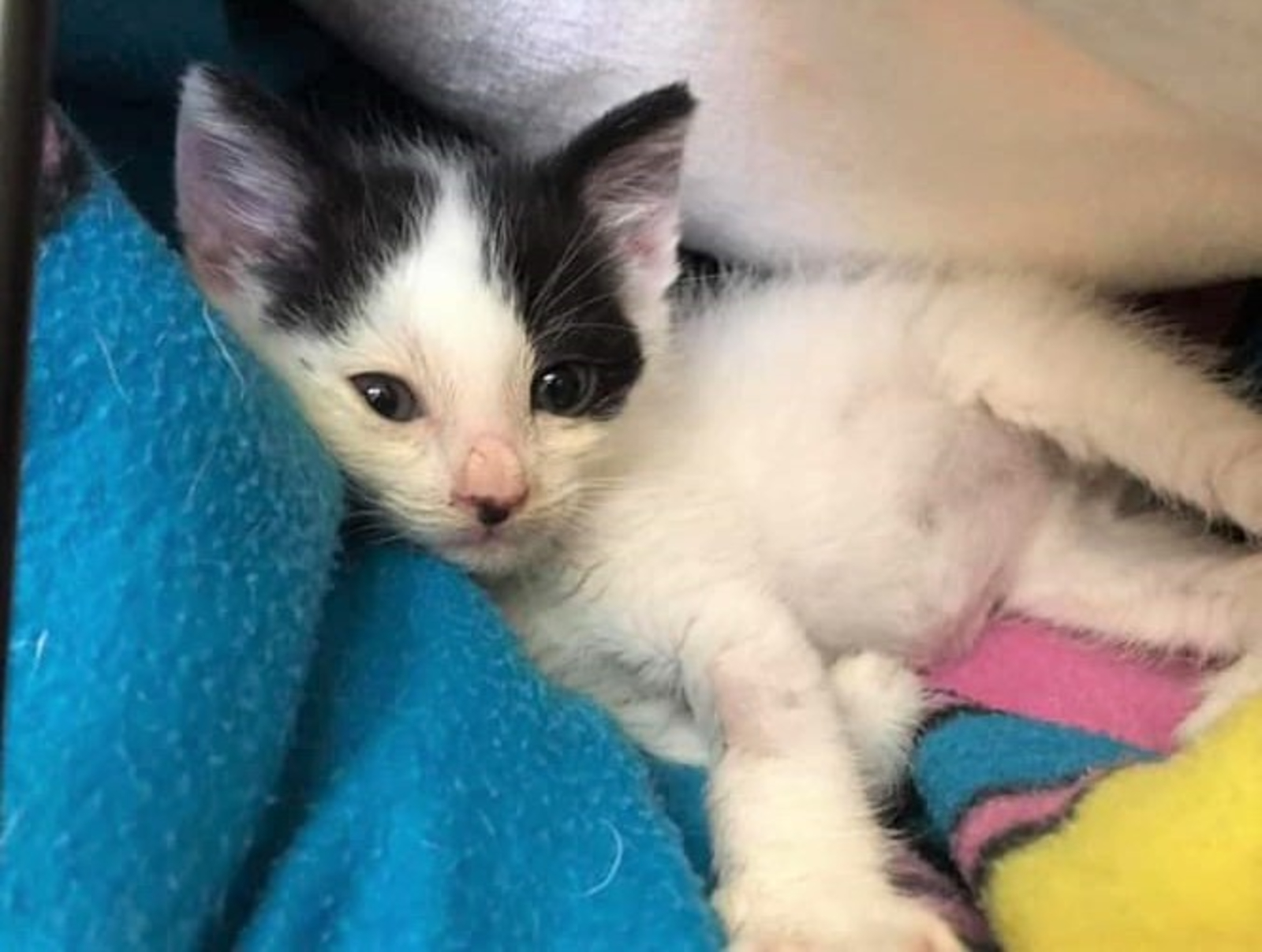 Kitten rescued after getting trapped inside lorry travelling to UK from Romania