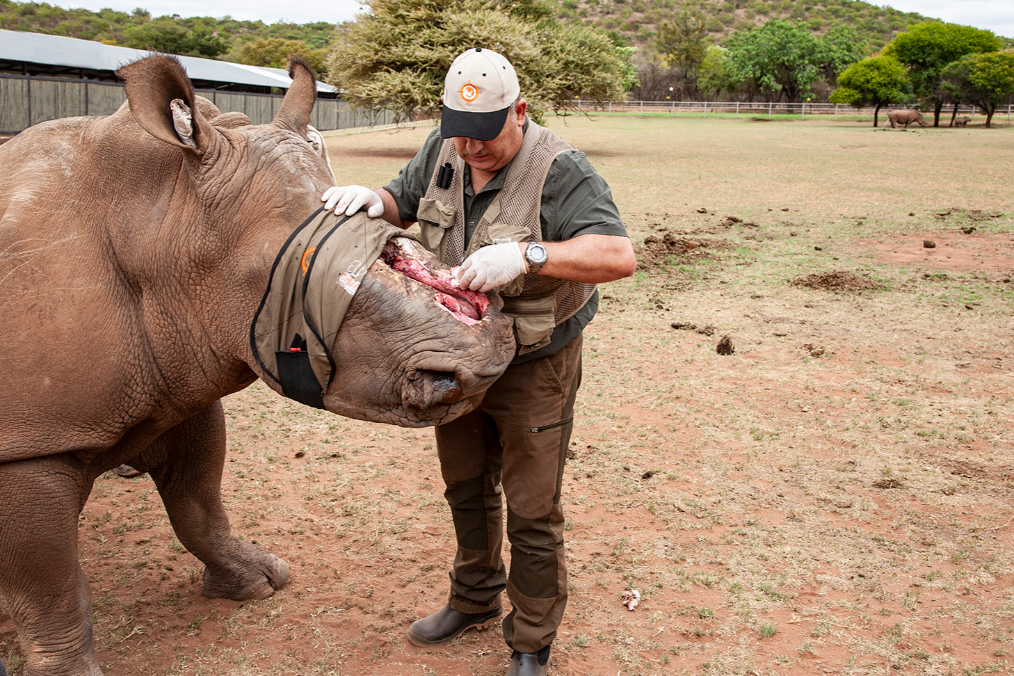 Deep dive: The wild vet helping reconstruct the faces of rhino