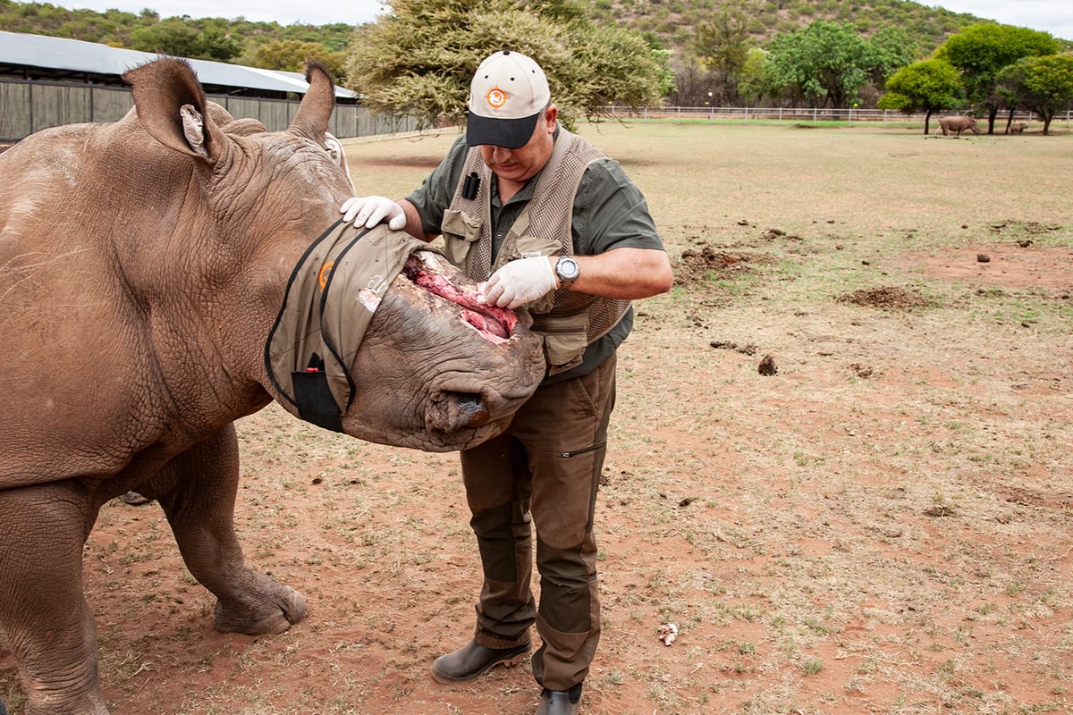 Deep dive: The wild vet helping reconstruct the faces of rhino