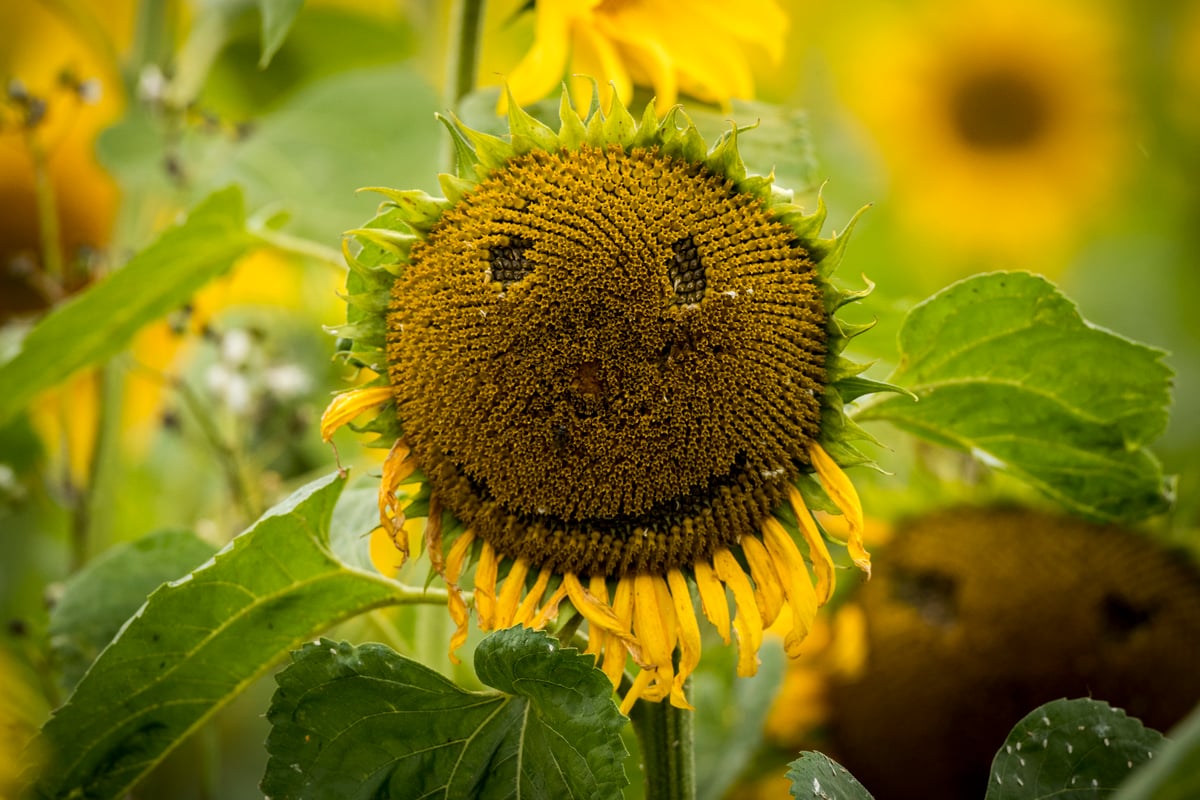 World Smile Day 2023: Date, theme and origins