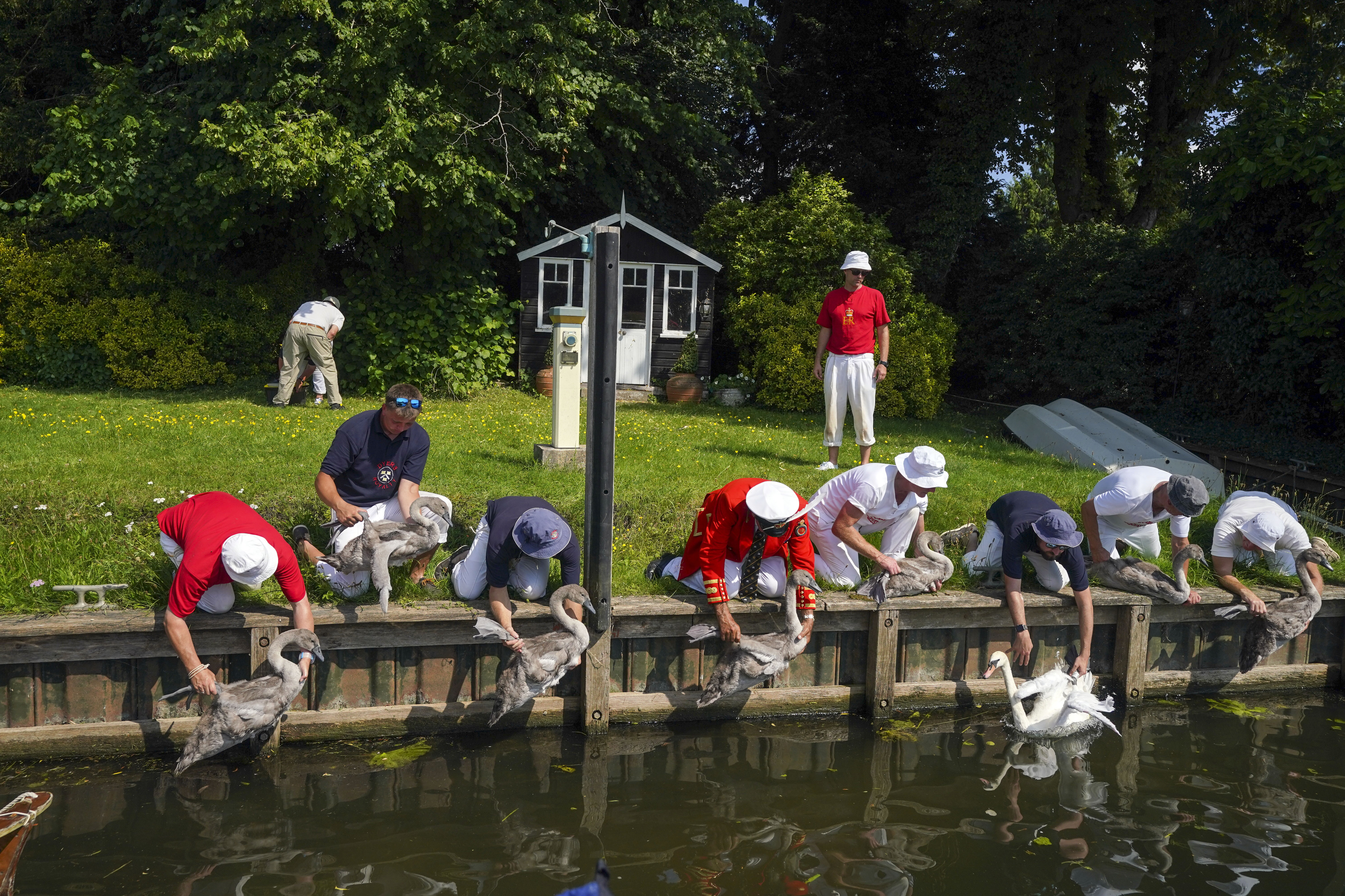 Swan Upping 2024: What is it and when does it happen?