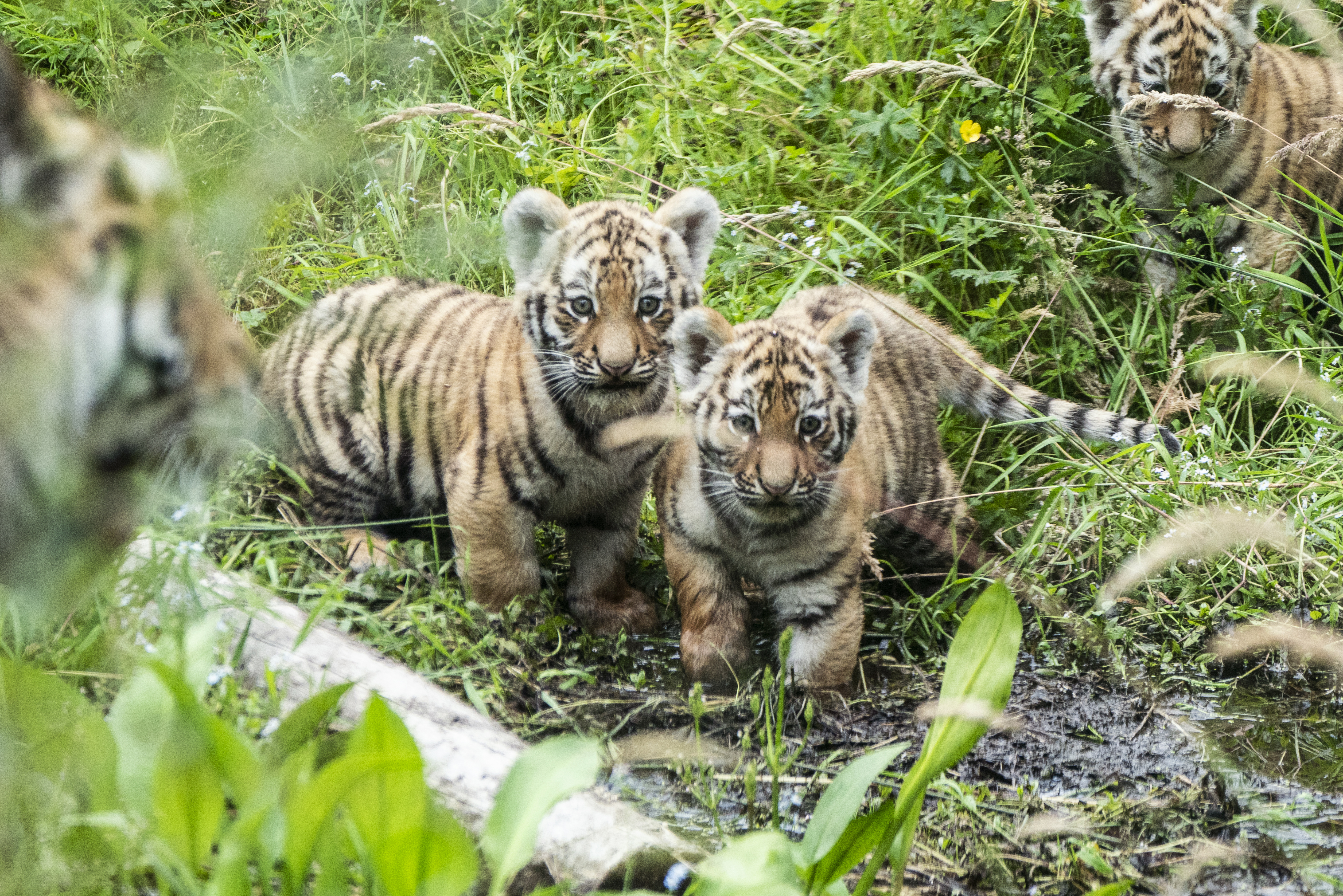 Endangered Amur tiger cubs take first steps outside