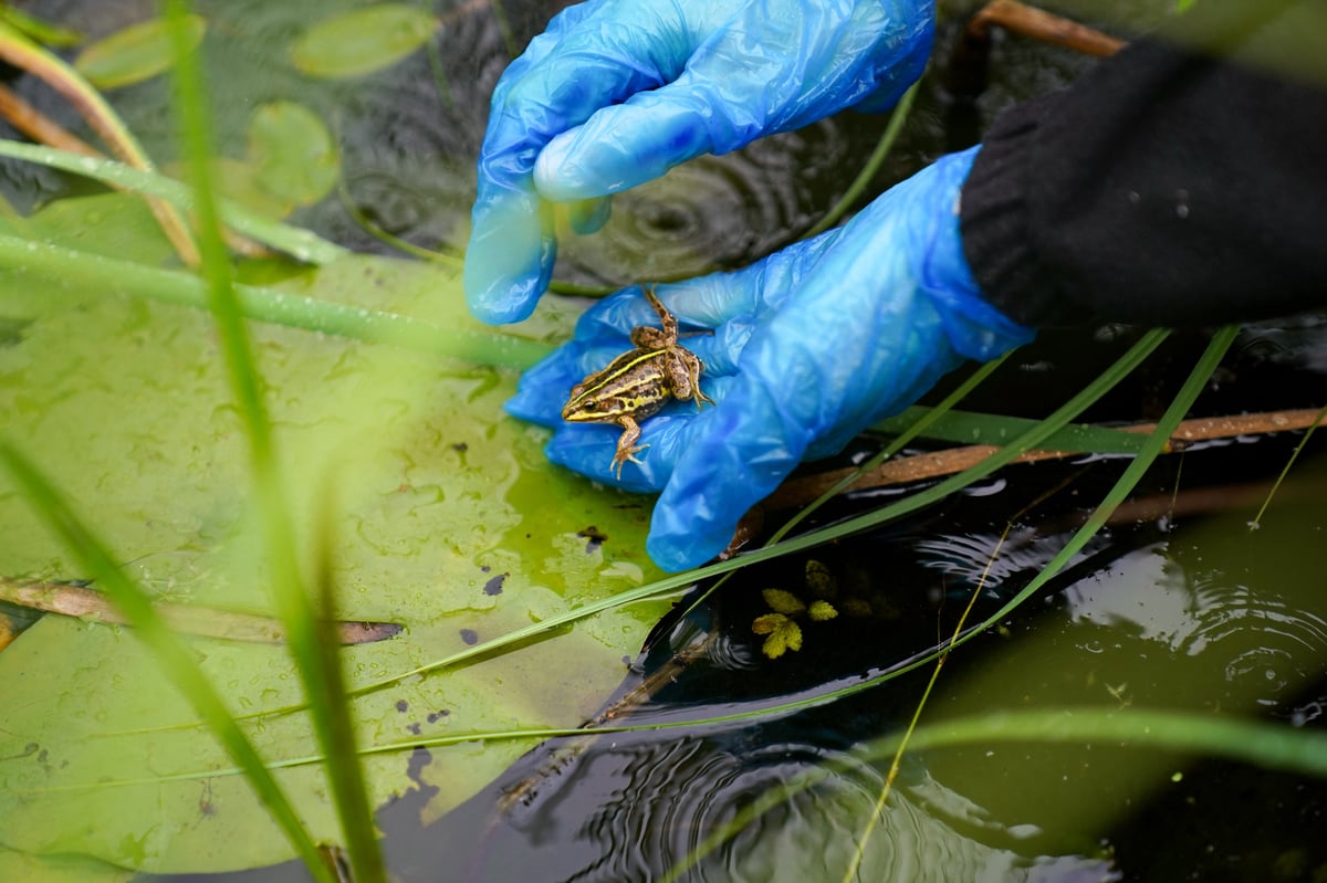 Frog that became extinct in England reintroduced to its former home