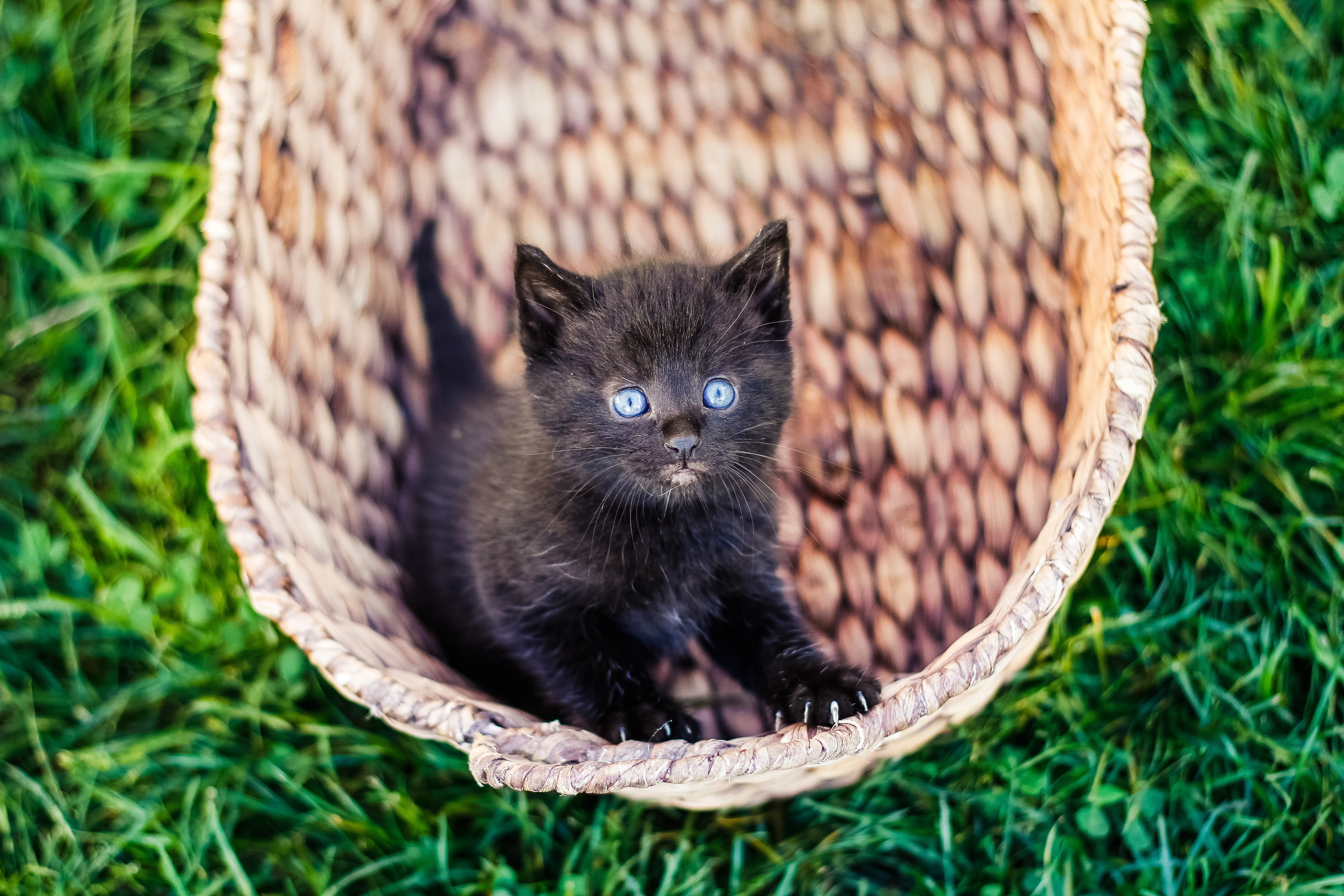 What is kitten insurance?