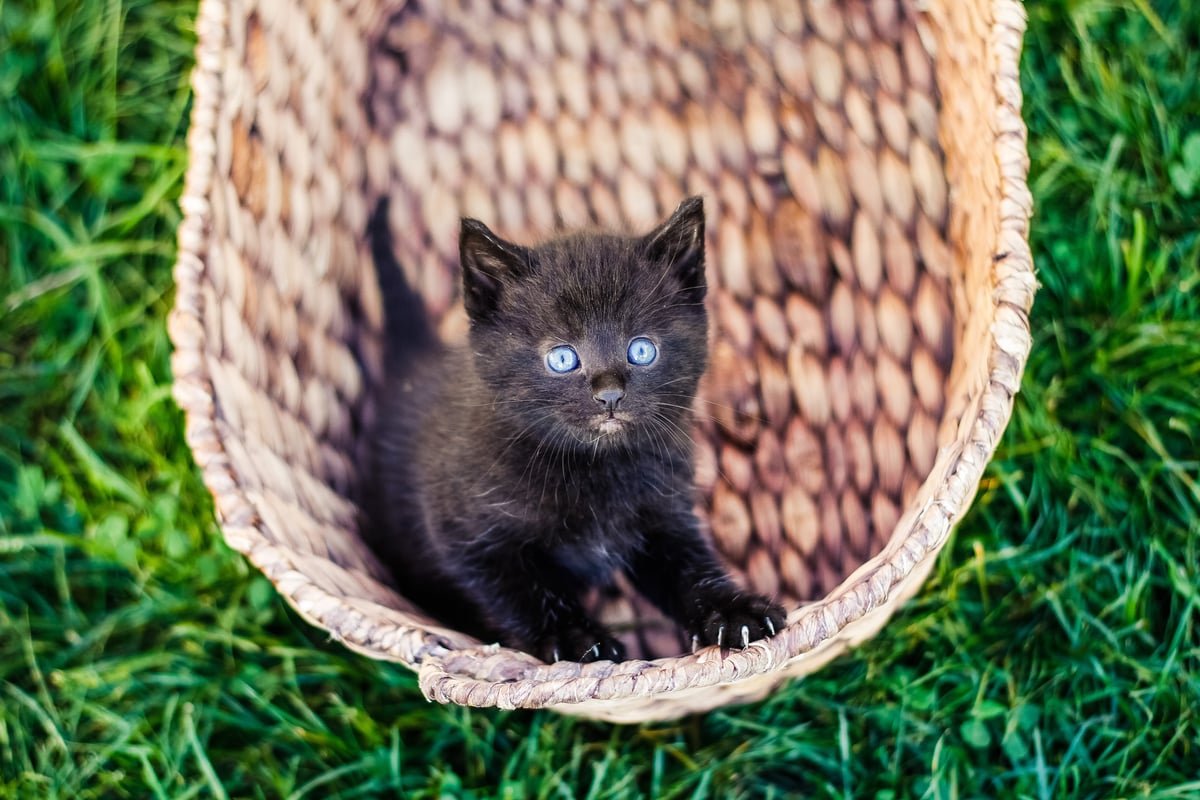 Kitten insurance