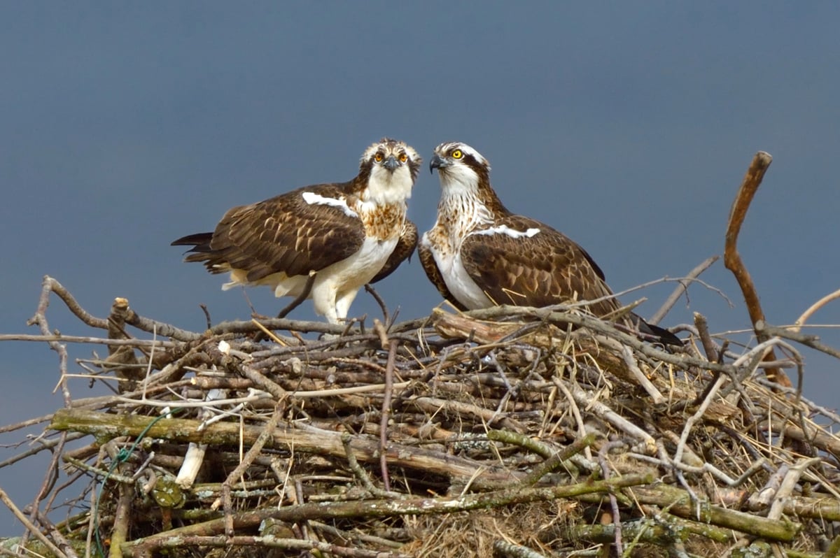 Breeding programme celebrates 200th chick since returning ospreys to England