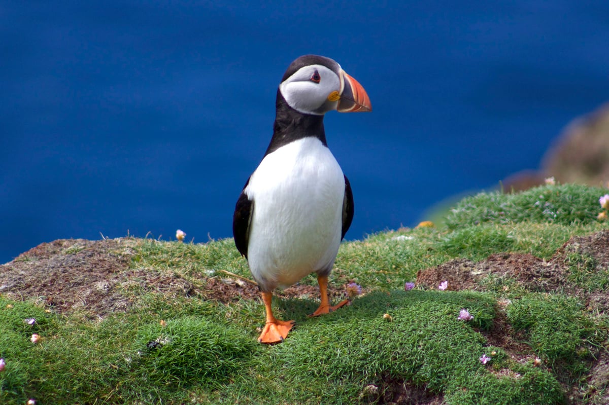 Plastic found in thousands of seabird nests across Europe