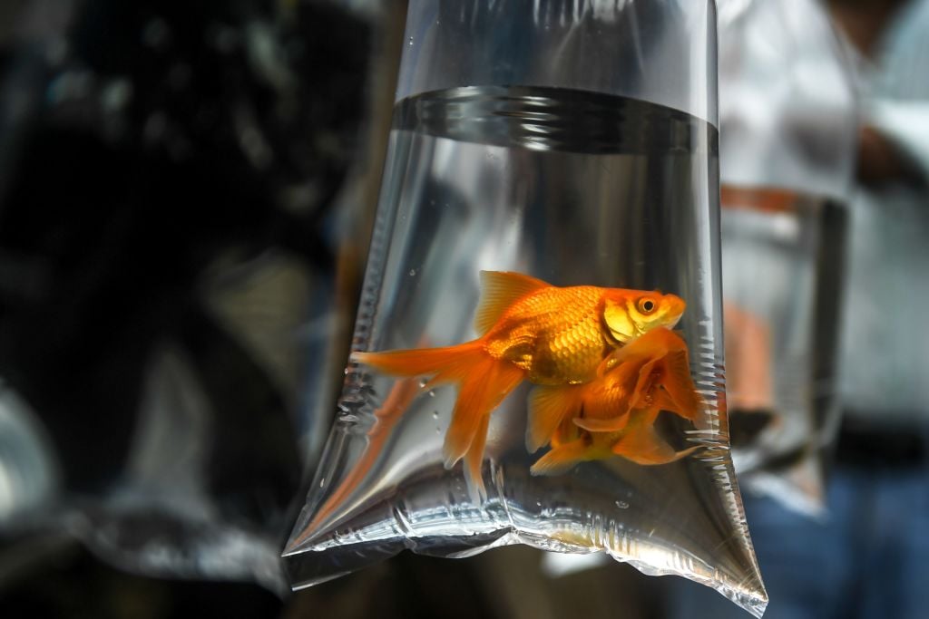 Ban goldfish as awards at fairgrounds in London, says assembly