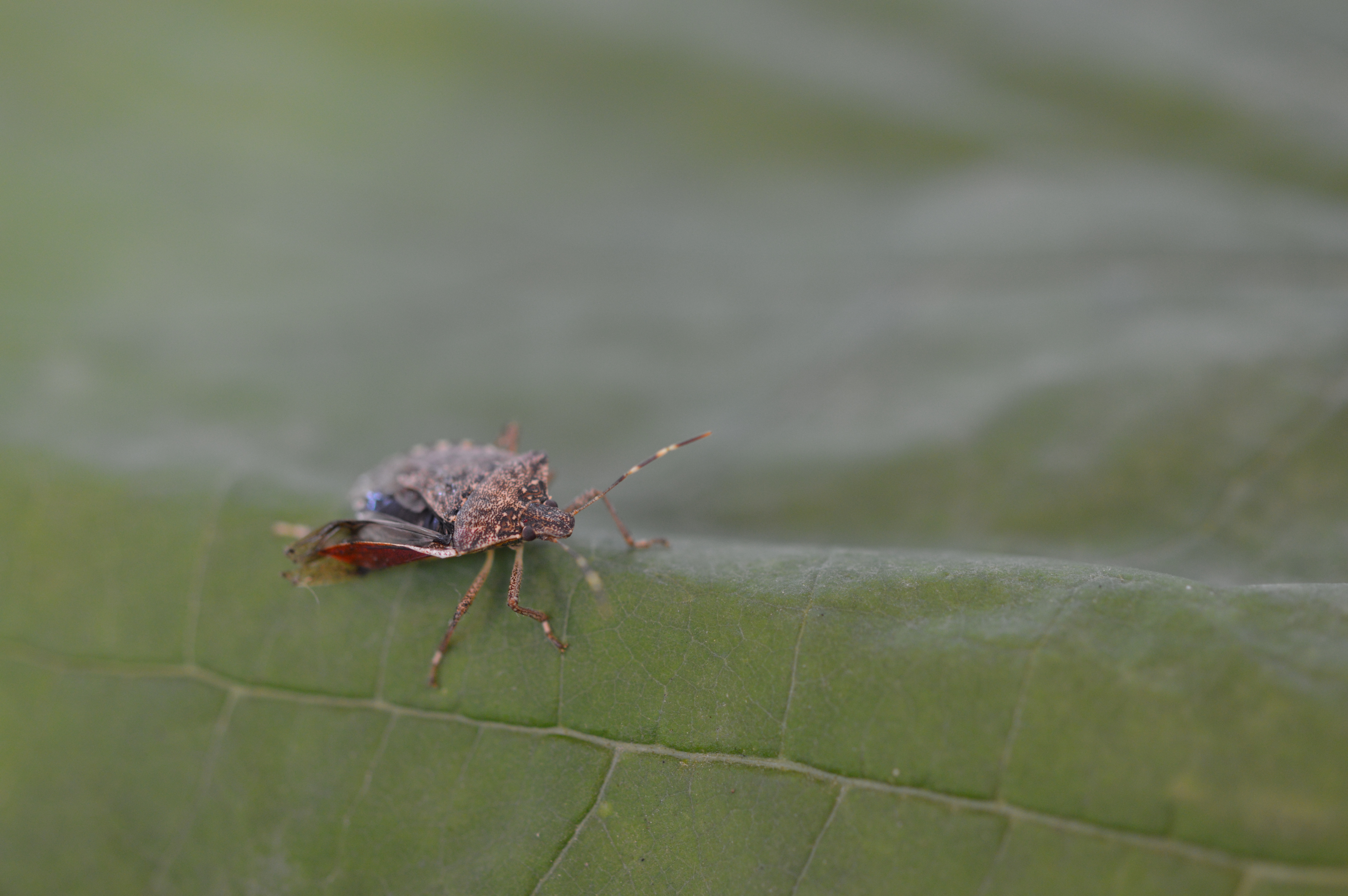 Fears over threat to crops after stink bug discovery