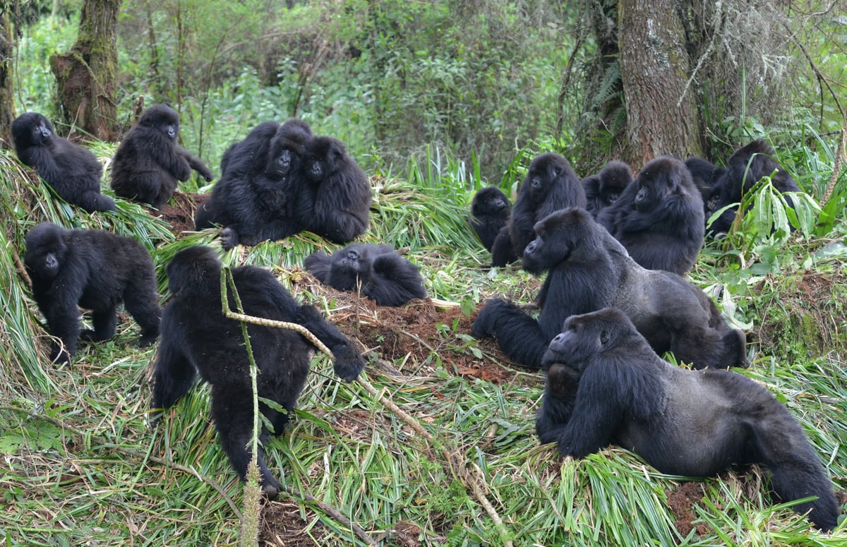 Gorillas also like to keep their distance, preventing disease spread