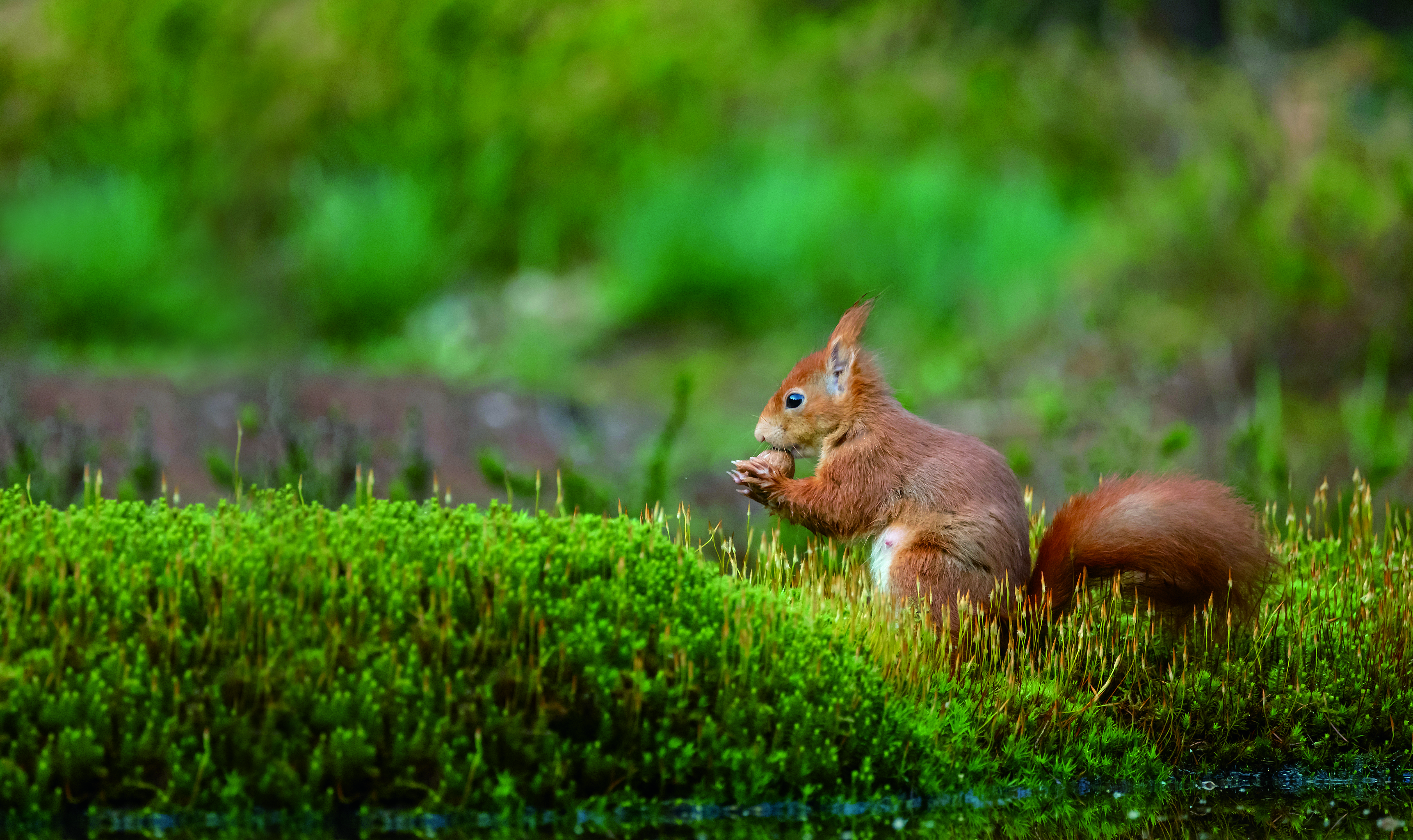 How we can save our endangered red squirrels using AI