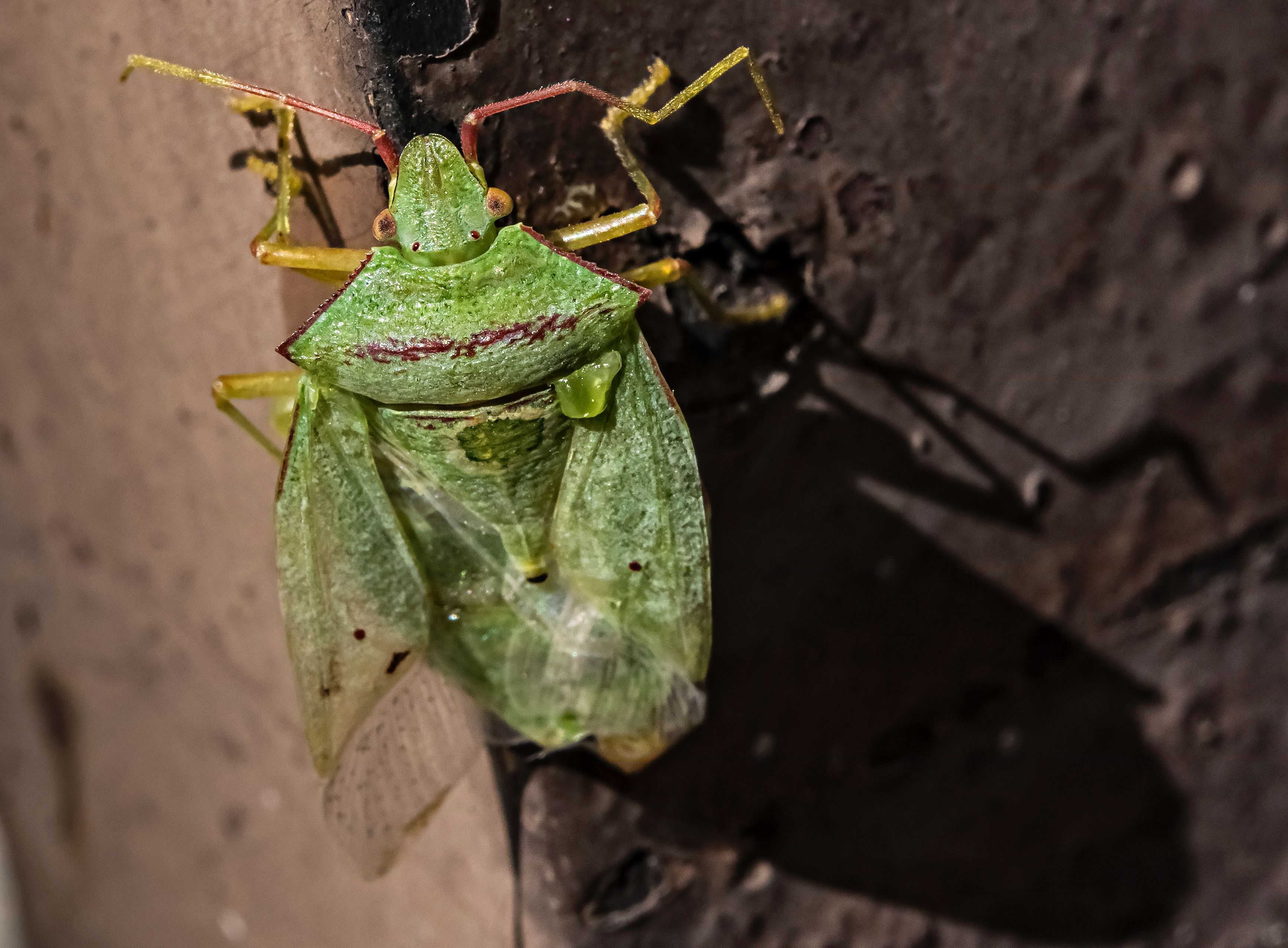 Stink bugs to invade UK homes and gardens