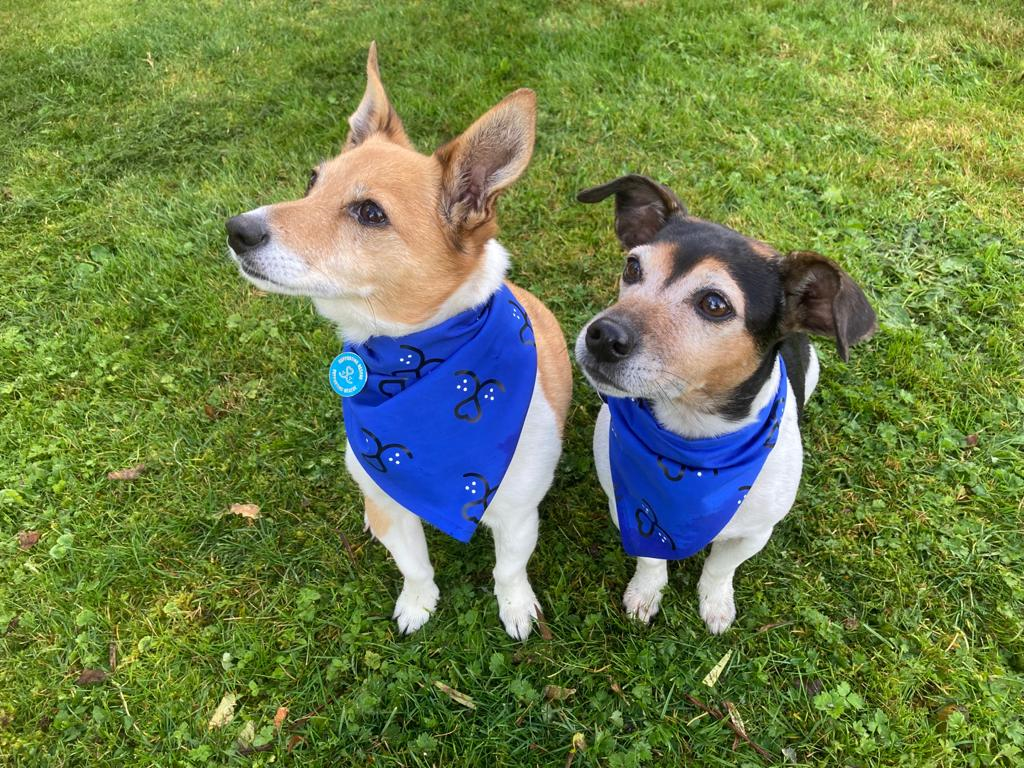 Camilla’s pet pooches wear blue for Battersea Dogs and Cats Home campaign
