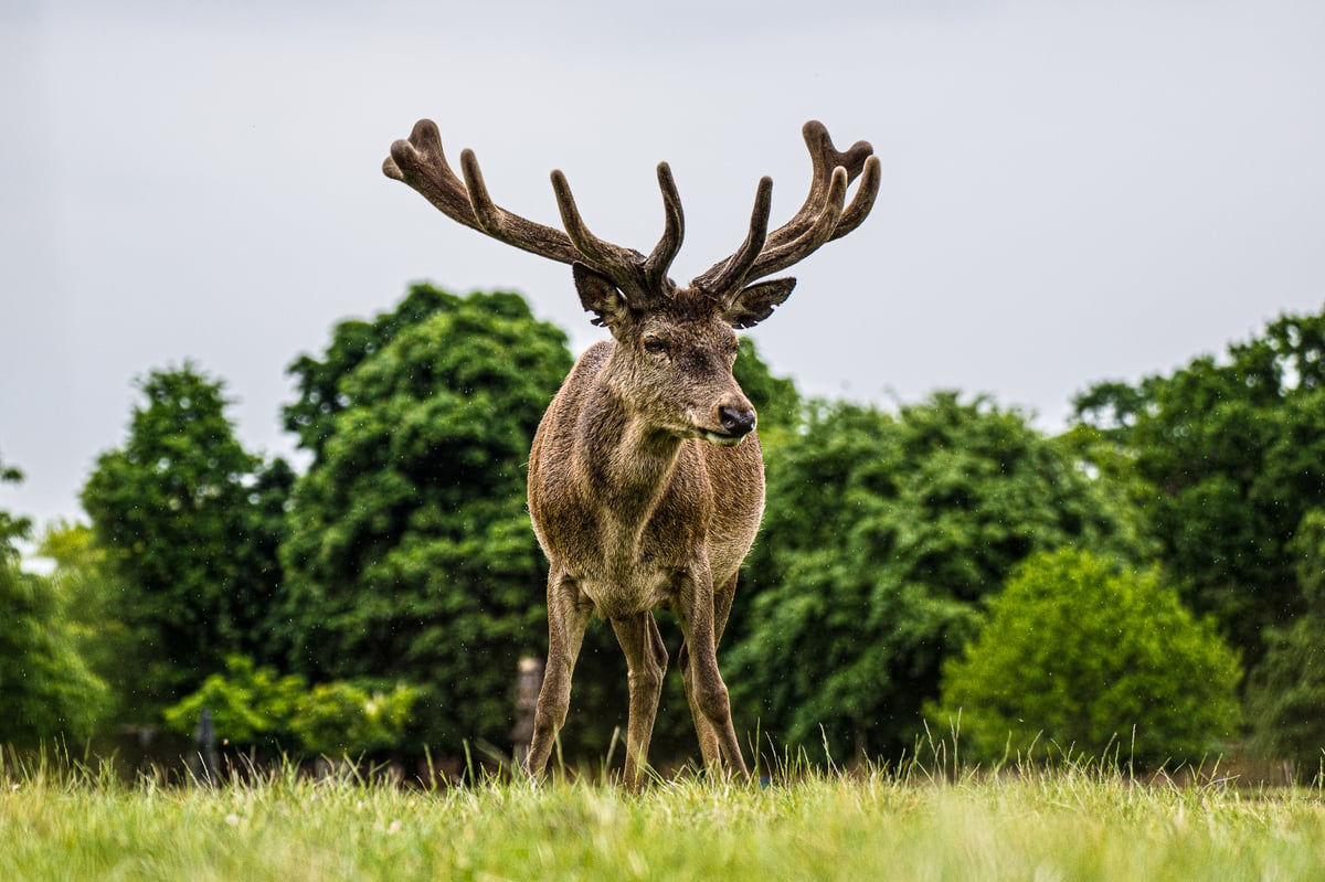 Alfie Bowen: Autistic environmental photographer debuts book on private lives of exotic wildlife