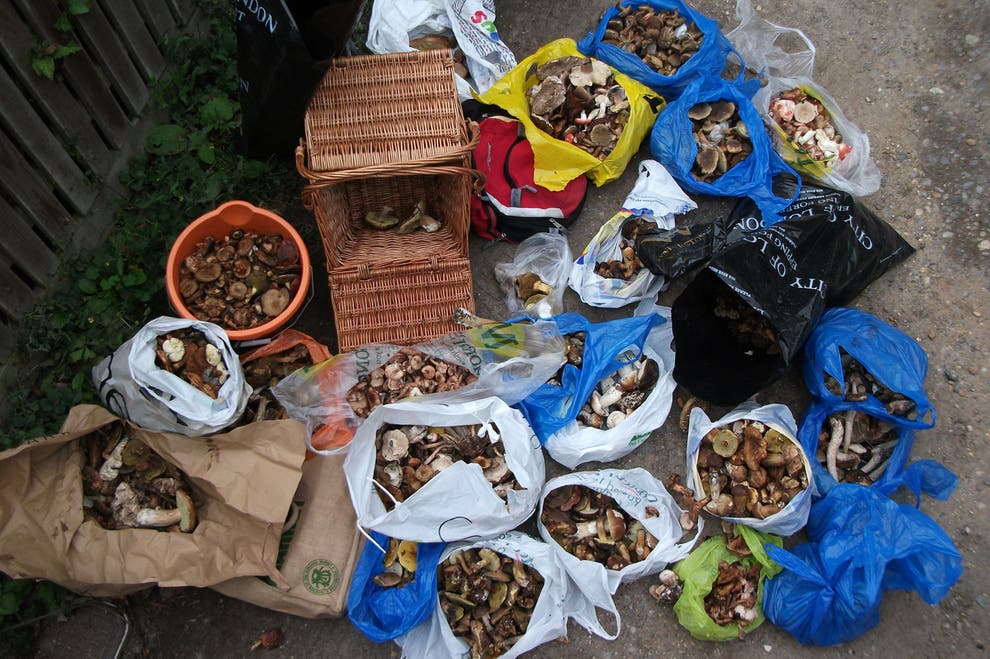 Foragers ‘threatening London’s green lungs’
