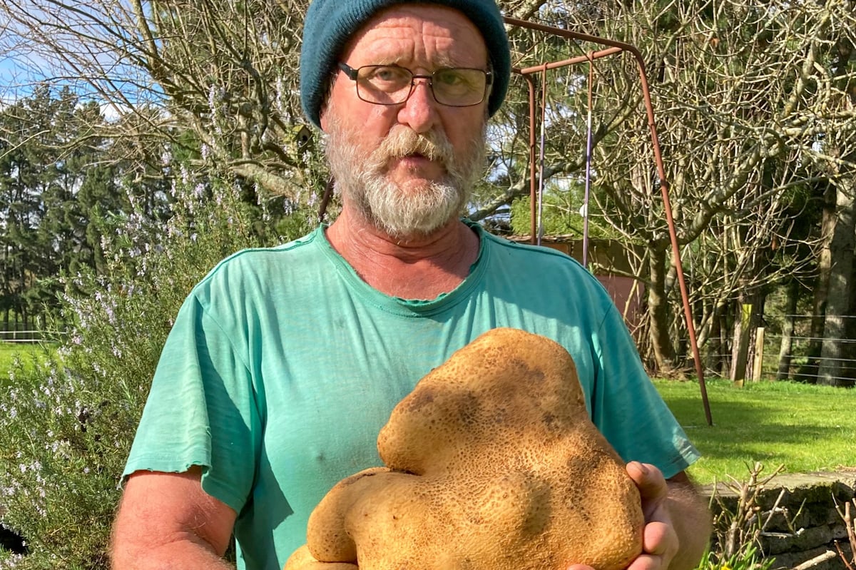Monster mash: Kiwi couple unearth potato the size of a small dog
