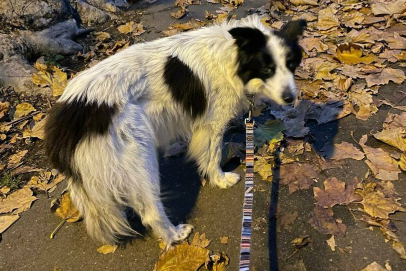 Acton dog theft: BBC journalist ‘so relieved’ after beloved dog found