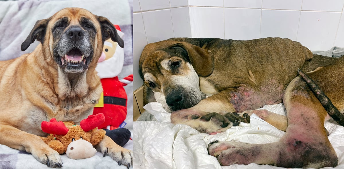 Elderly dog abandoned at Christmas ‘happy and healthy’ after finding new home