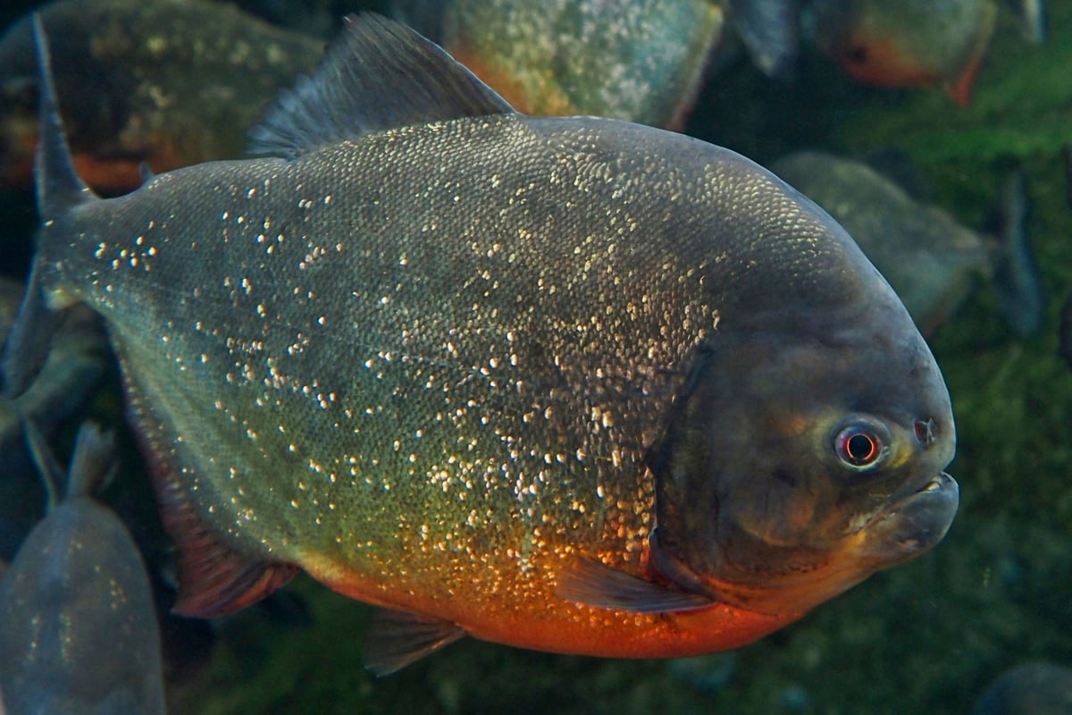 Four people found dead in Paraguay following piranha attacks