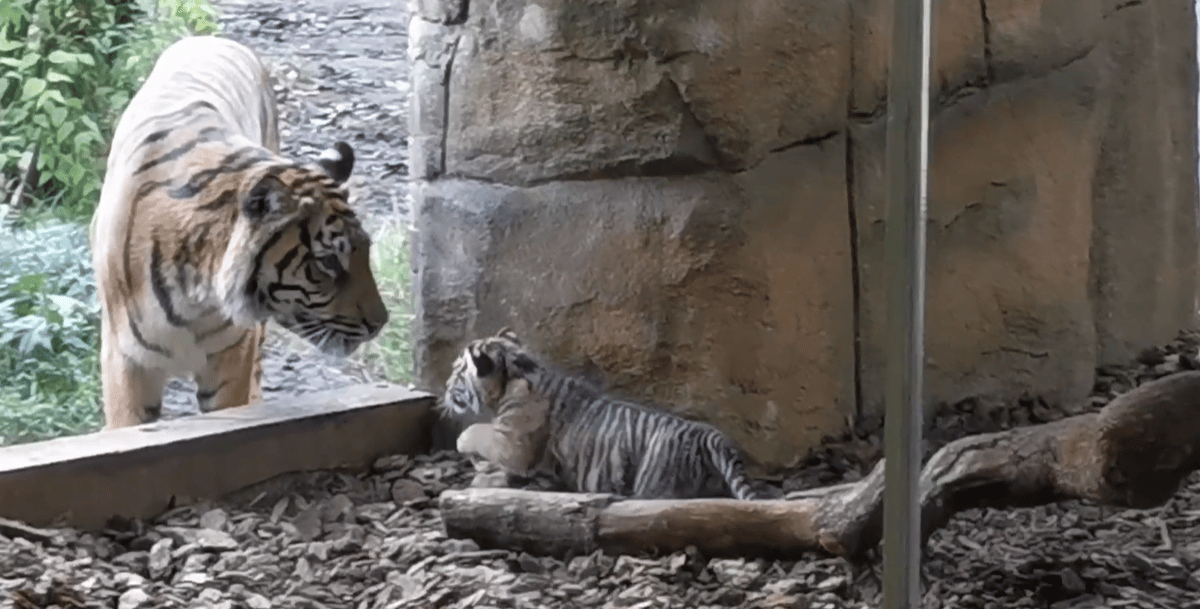 London Zoo keepers capture moment tiger cub takes first wobbly steps outdoors