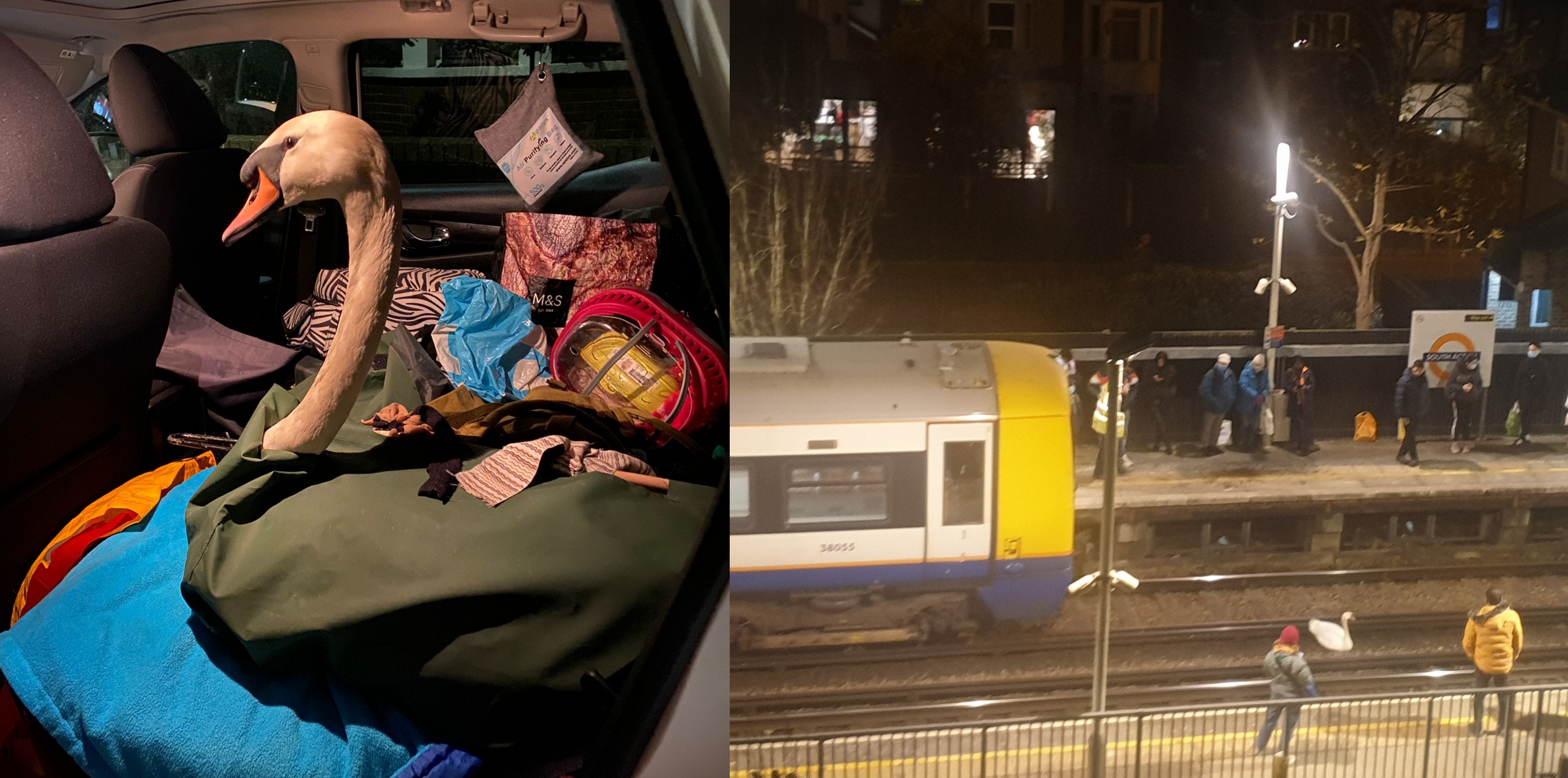 Swan sparks hours of delays for London commuters after blocking trains